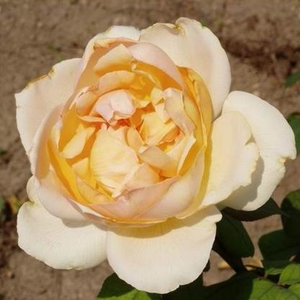 Желтая и розовая - Чайно-гибридные розы